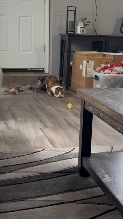 Enlarge Peaches ( Sweet , friendly, lap cat ), an adopted American Shorthair in Staten Island, NY video 6/6