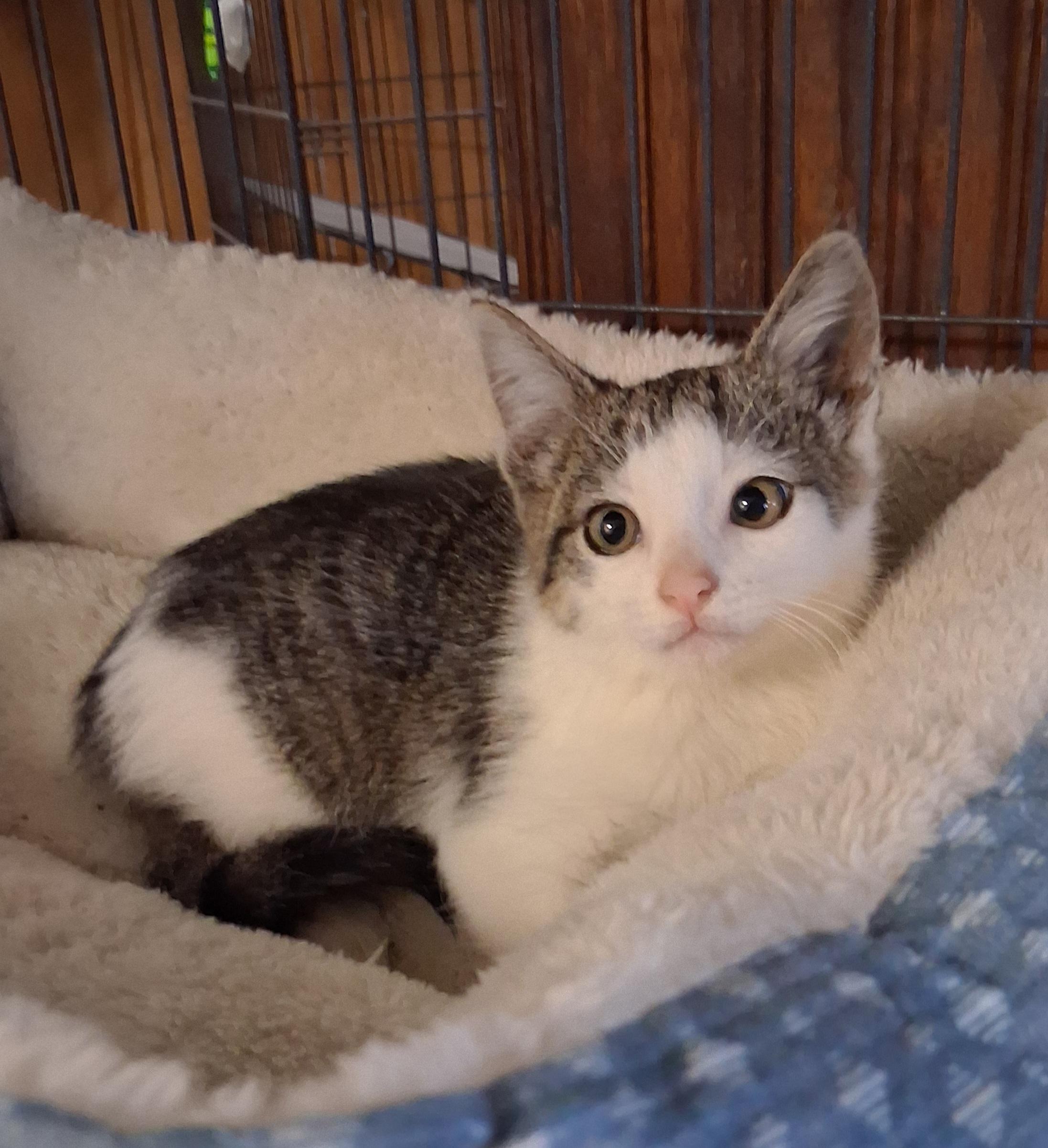 Enlarge Toulouse, a Adopted mixed breed in Lynchburg, TN image 2/6