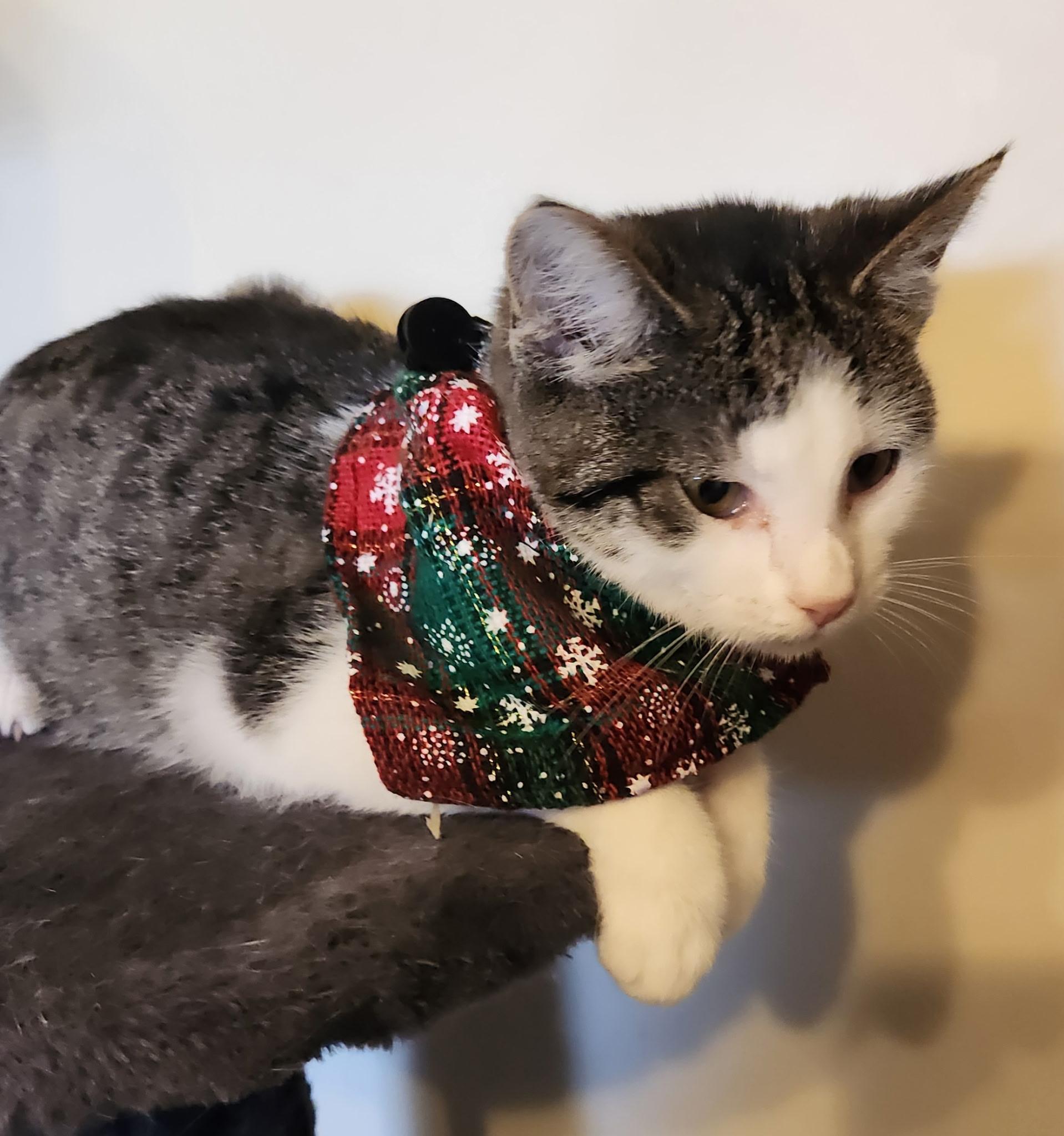 Enlarge Toulouse, a Adopted mixed breed in Lynchburg, TN image 3/6