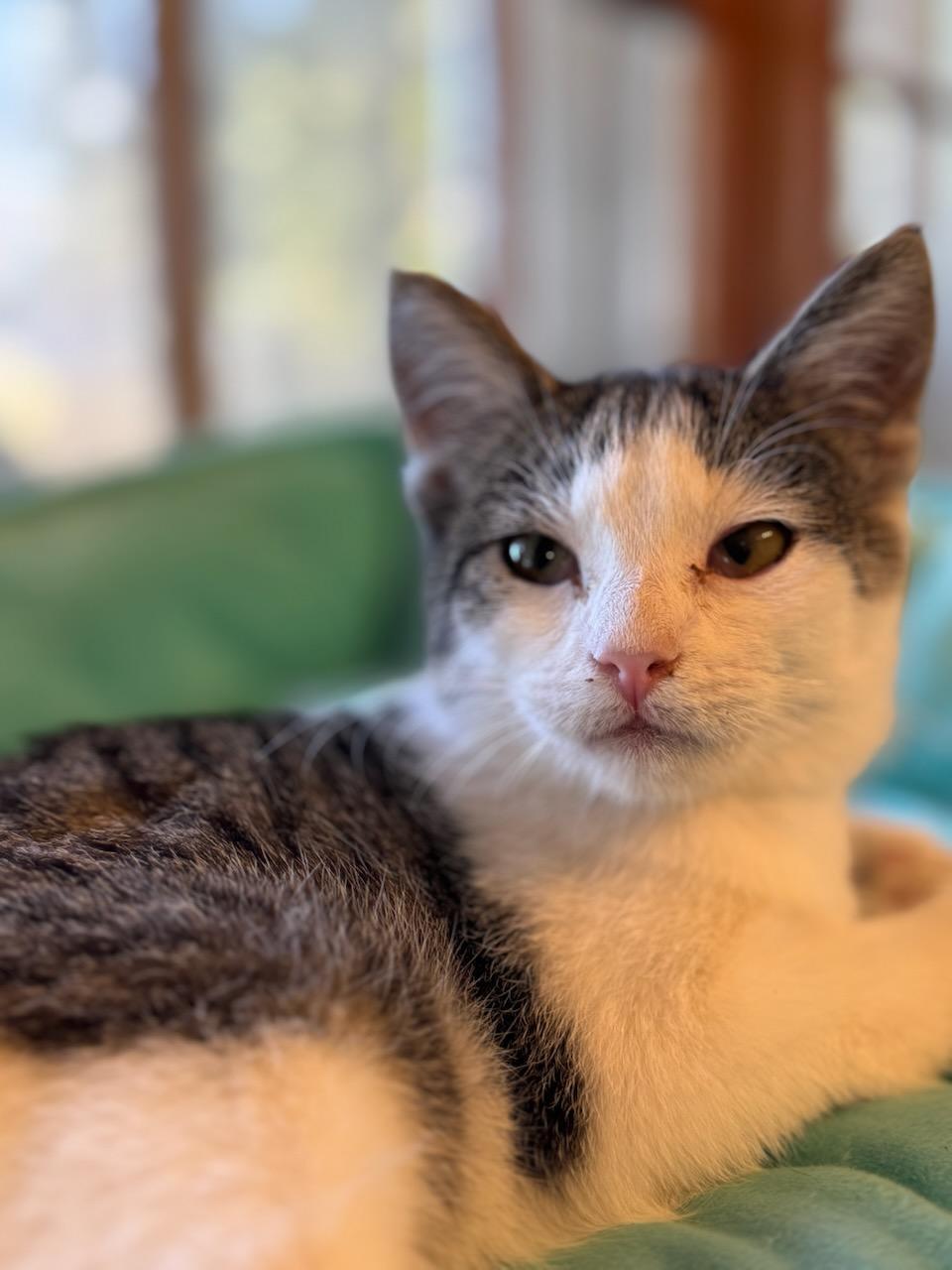 Enlarge Toulouse, a Adopted mixed breed in Lynchburg, TN image 5/6