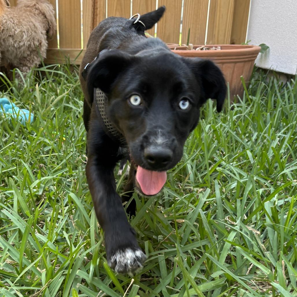 Nova, adopted, Puppy Female Black Labrador Retriever & Husky.
