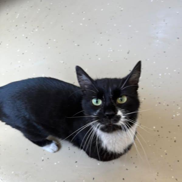 Sage, Senior Female Tuxedo