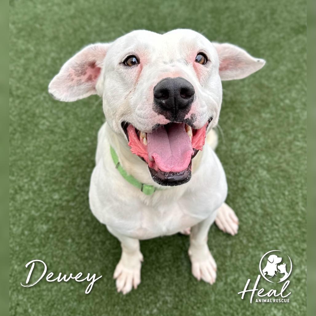 Dewey, Adoptable, Adult Male Bull Terrier & Mixed Breed.