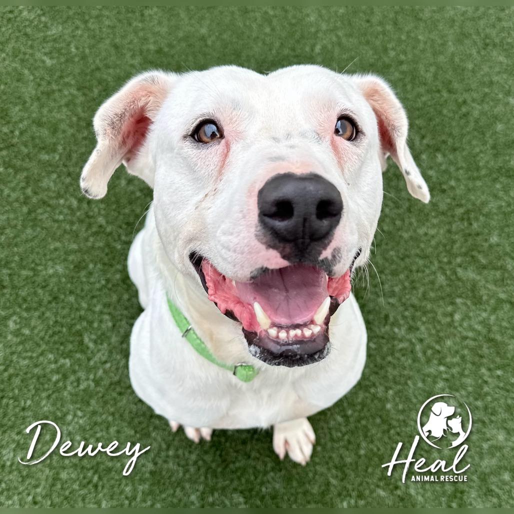 Enlarge Dewey, a Adoptable mixed breed in Youngwood, PA image 2/4