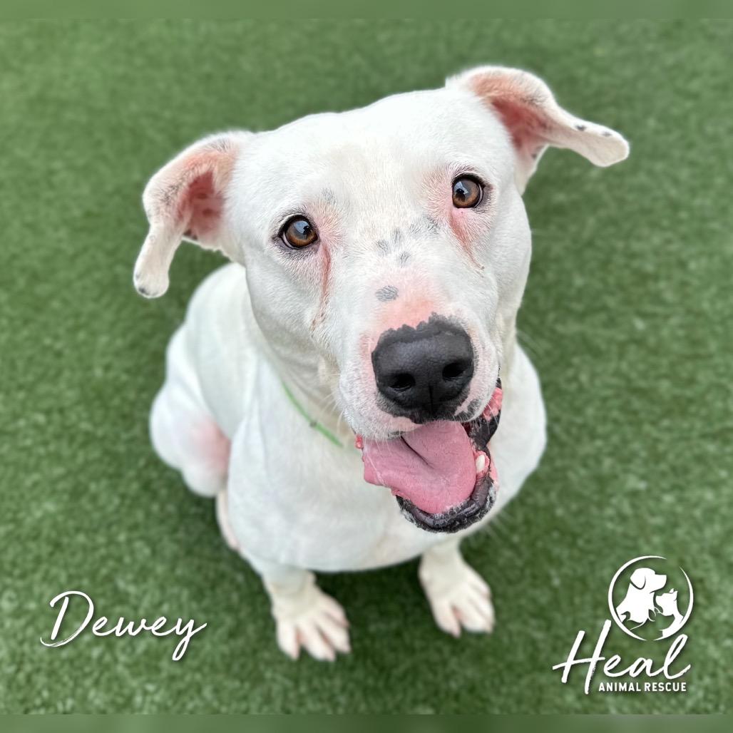 Enlarge Dewey, a Adoptable mixed breed in Youngwood, PA image 3/4