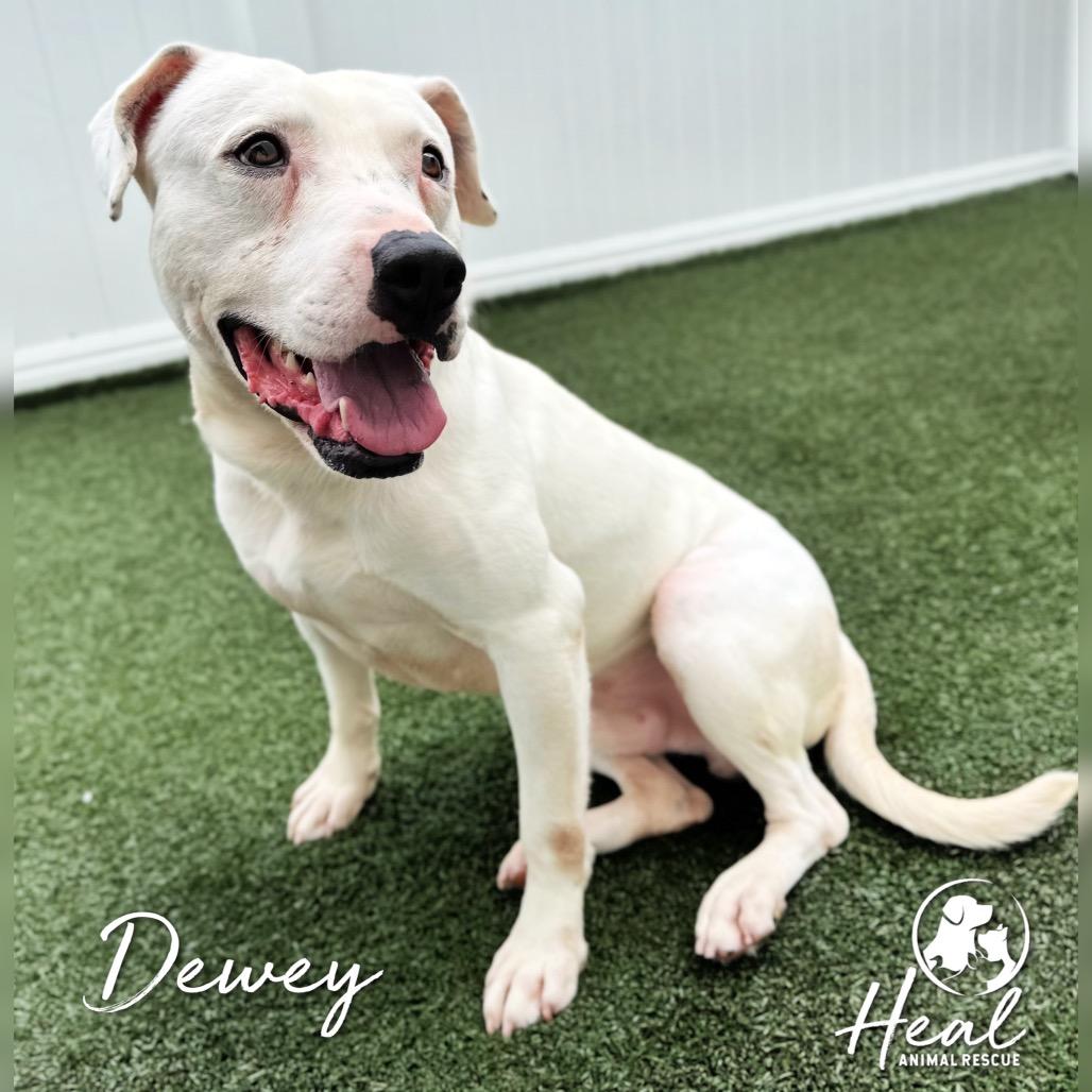 Enlarge Dewey, a Adoptable mixed breed in Youngwood, PA image 4/4
