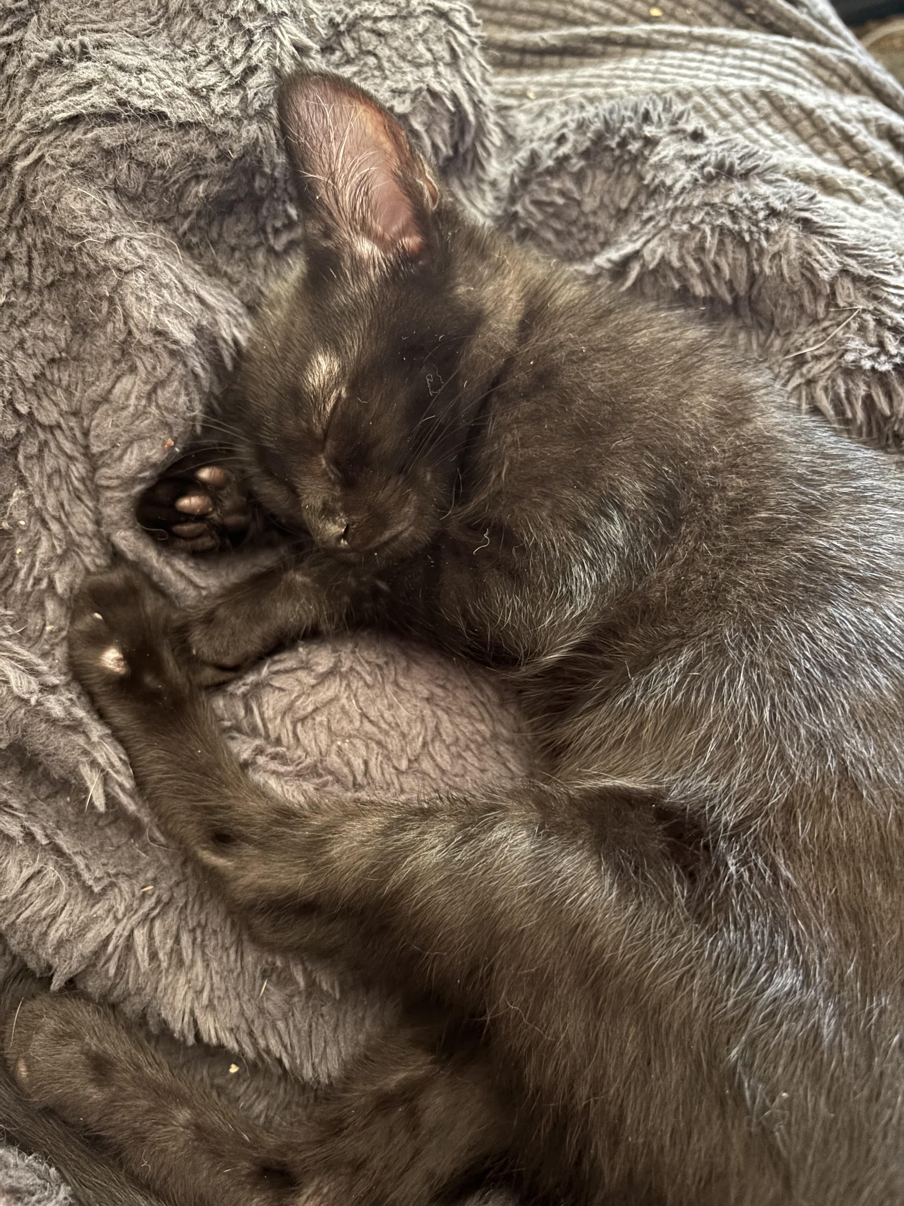 Kachow, a ADOPTABLE Domestic Short Hair in Wildomar, CA image 3/4