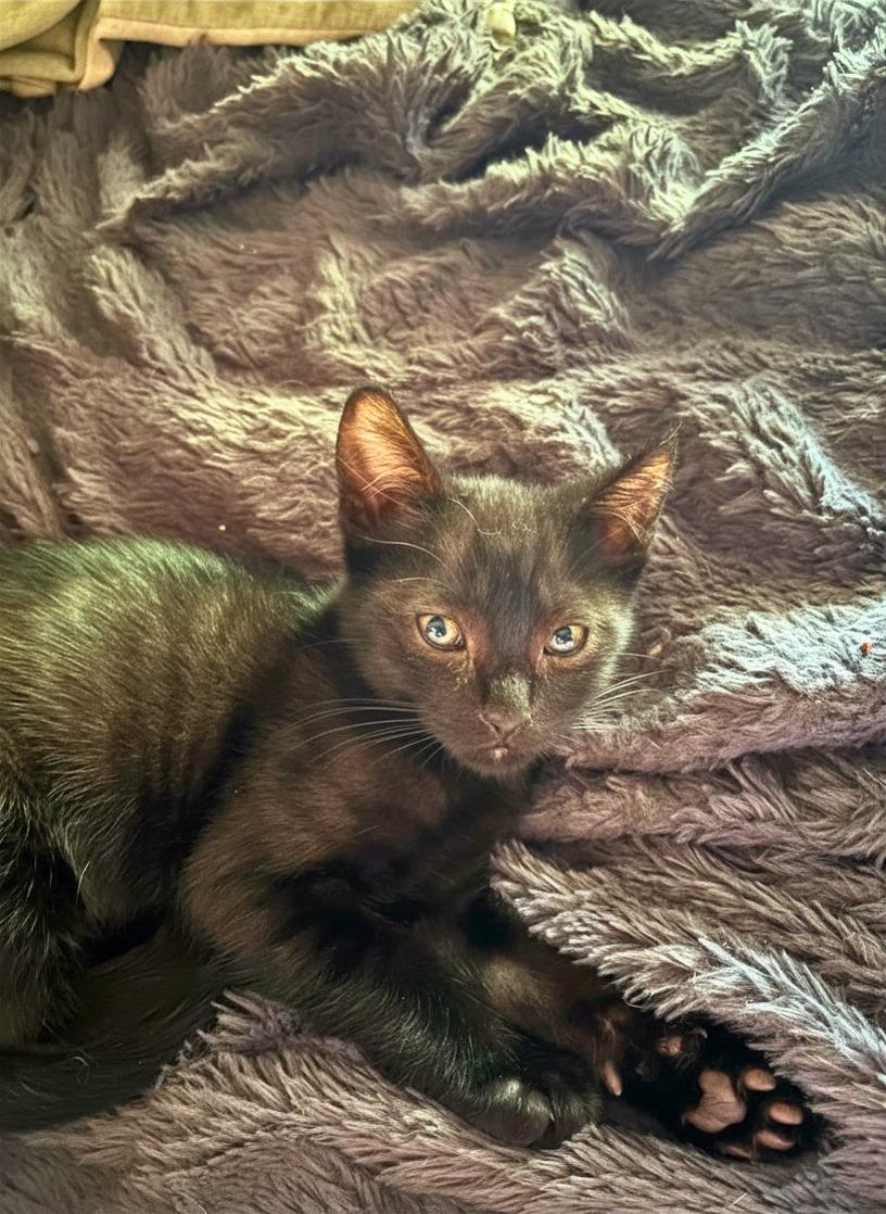 Kachow, ADOPTABLE, Kitten Male Domestic Short Hair.