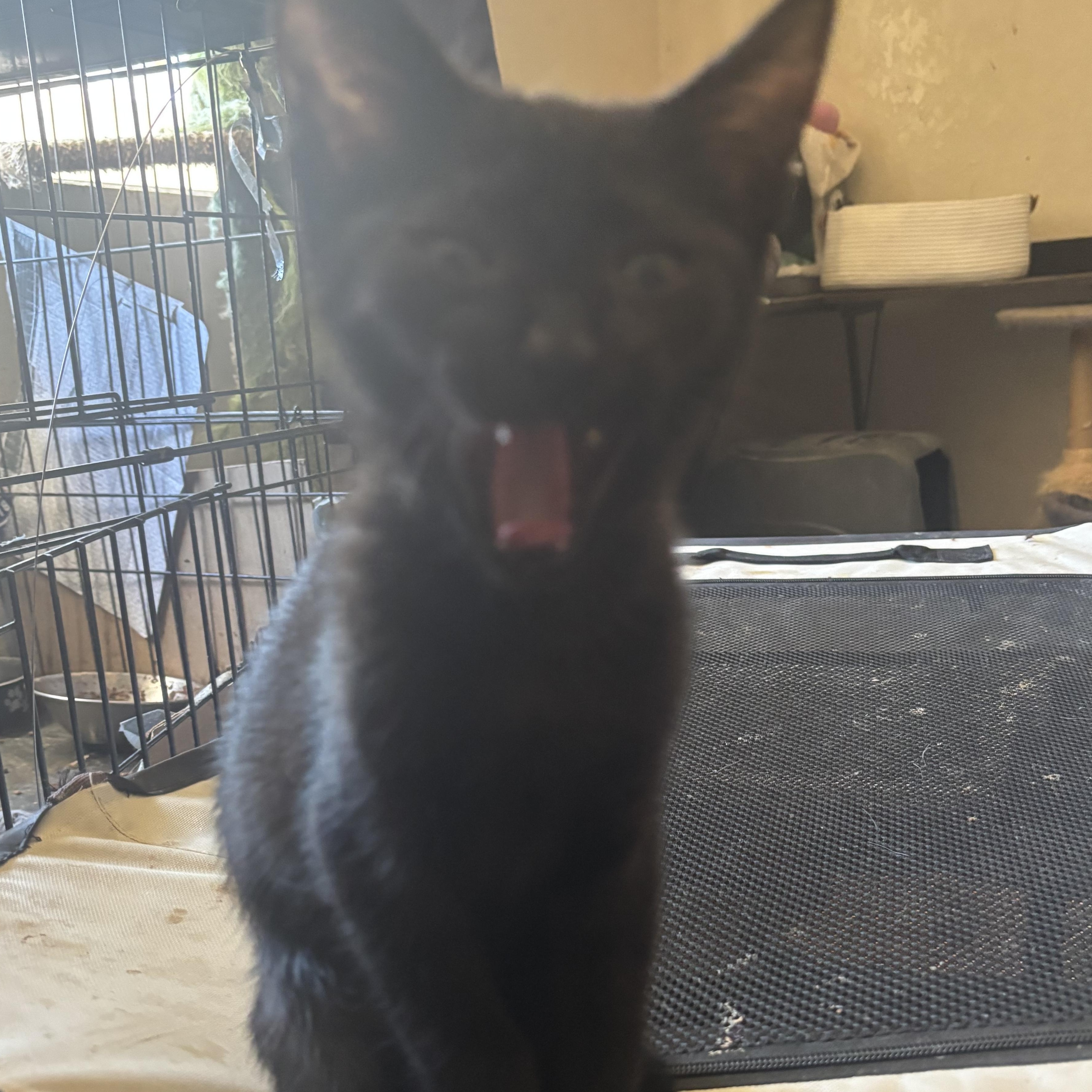 Kachow, a ADOPTABLE Domestic Short Hair in Wildomar, CA image 2/4
