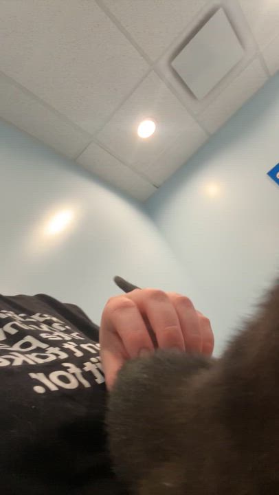Enlarge Kachow, a ADOPTABLE Domestic Short Hair in Wildomar, CA video 4/4