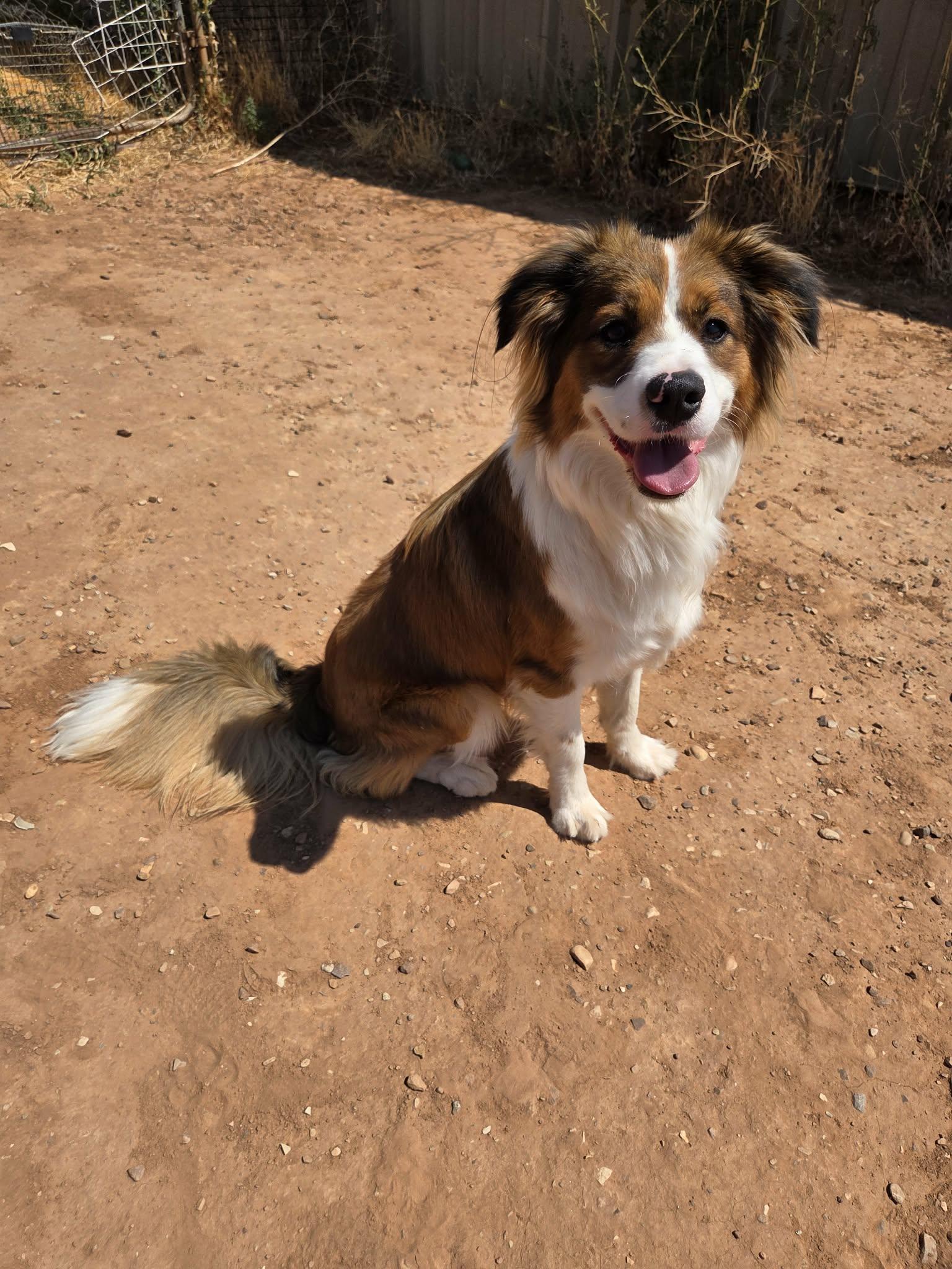 Fenix, adopted, Adult Male Collie.