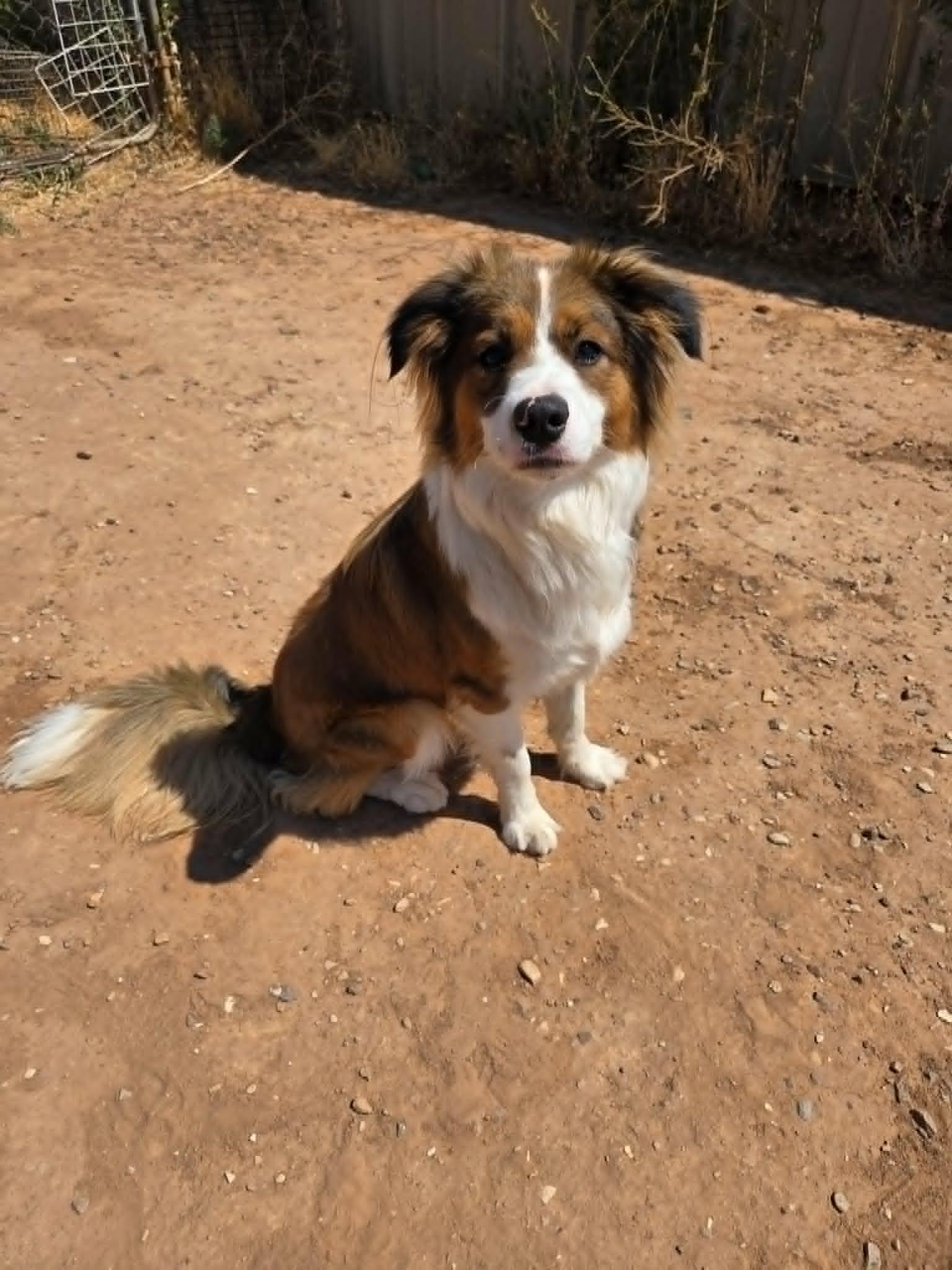 Fenix, an adopted mixed breed in Roosevelt, UT image 2/4
