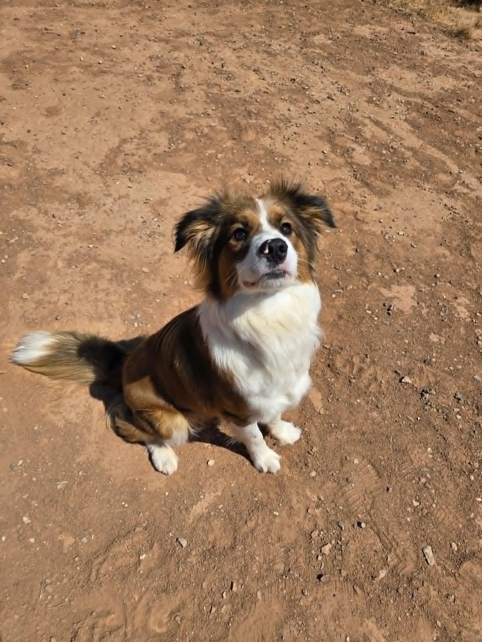 Fenix, an adopted mixed breed in Roosevelt, UT image 4/4