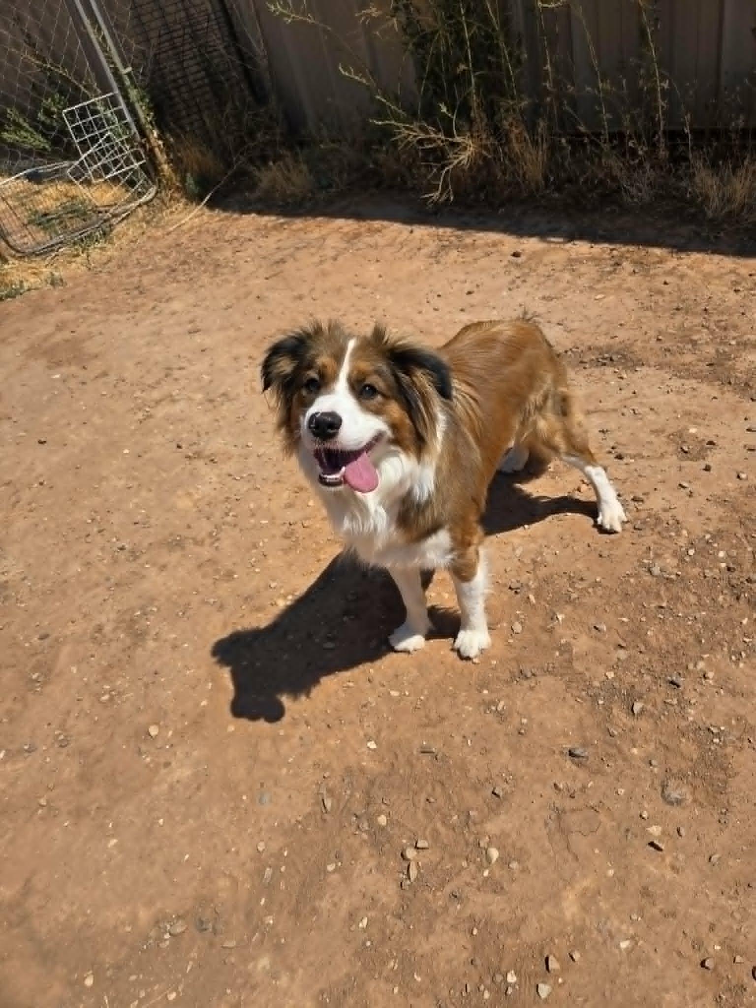Fenix, an adopted mixed breed in Roosevelt, UT image 3/4