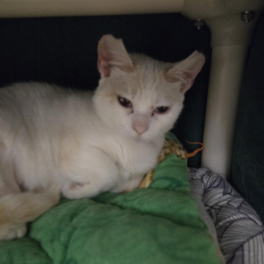 Frankie, Adoptable, Adult Female Domestic Short Hair.