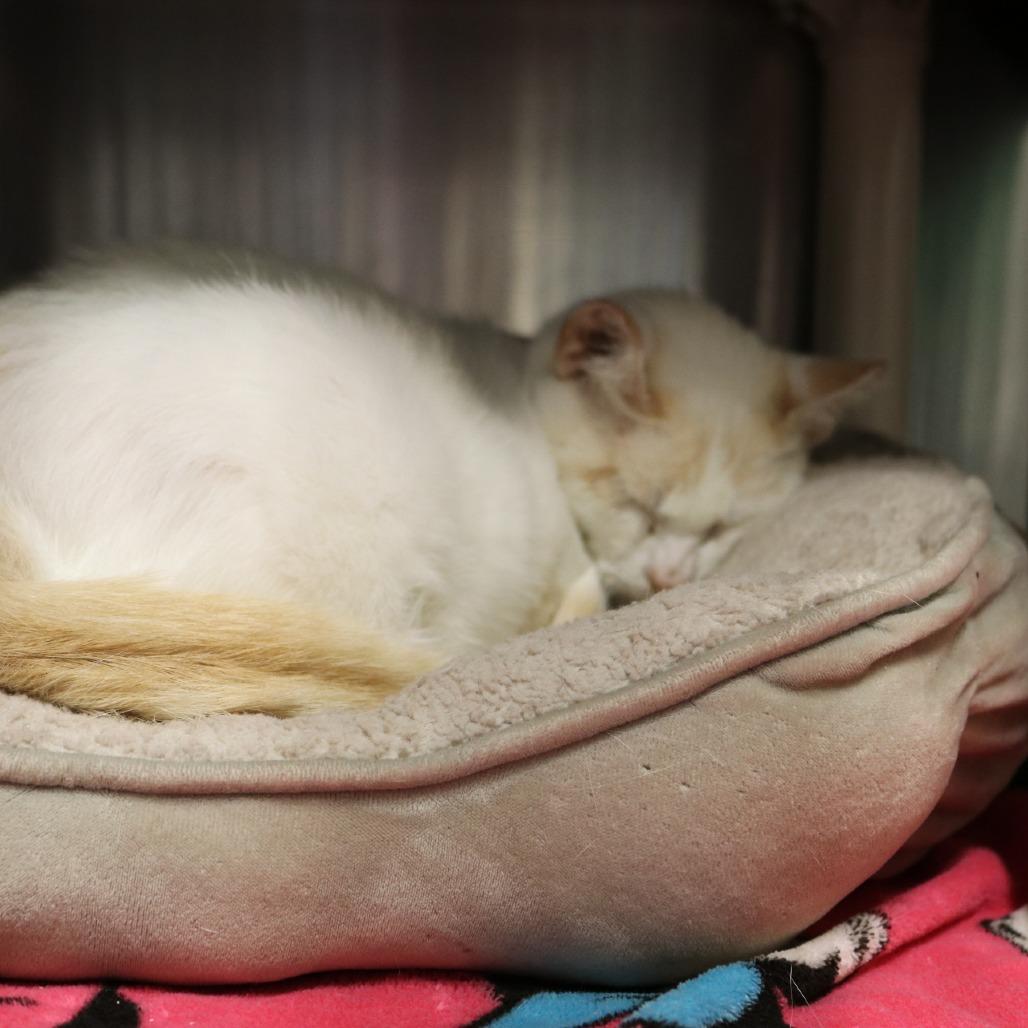 Enlarge Frankie, a Adoptable Domestic Short Hair in Saint Cloud, MN image 2/6