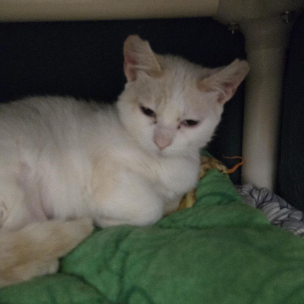 Enlarge Frankie, a Adoptable Domestic Short Hair in Saint Cloud, MN image 3/6