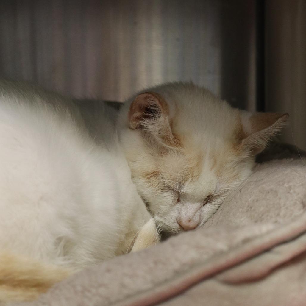 Enlarge Frankie, a Adoptable Domestic Short Hair in Saint Cloud, MN image 4/6
