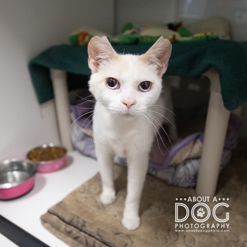 Enlarge Frankie, a Adoptable Domestic Short Hair in Saint Cloud, MN image 5/6