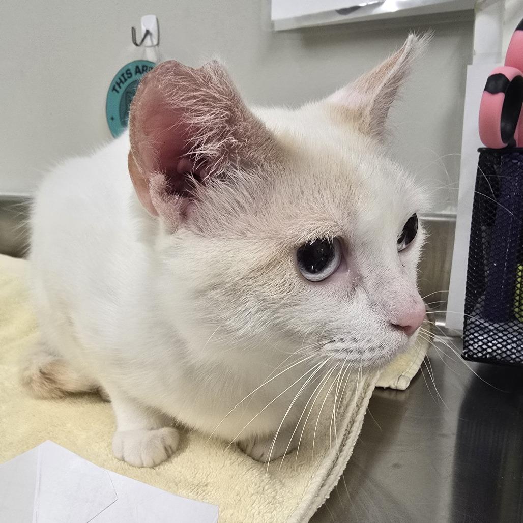 Enlarge Frankie, a Adoptable Domestic Short Hair in Saint Cloud, MN image 6/6