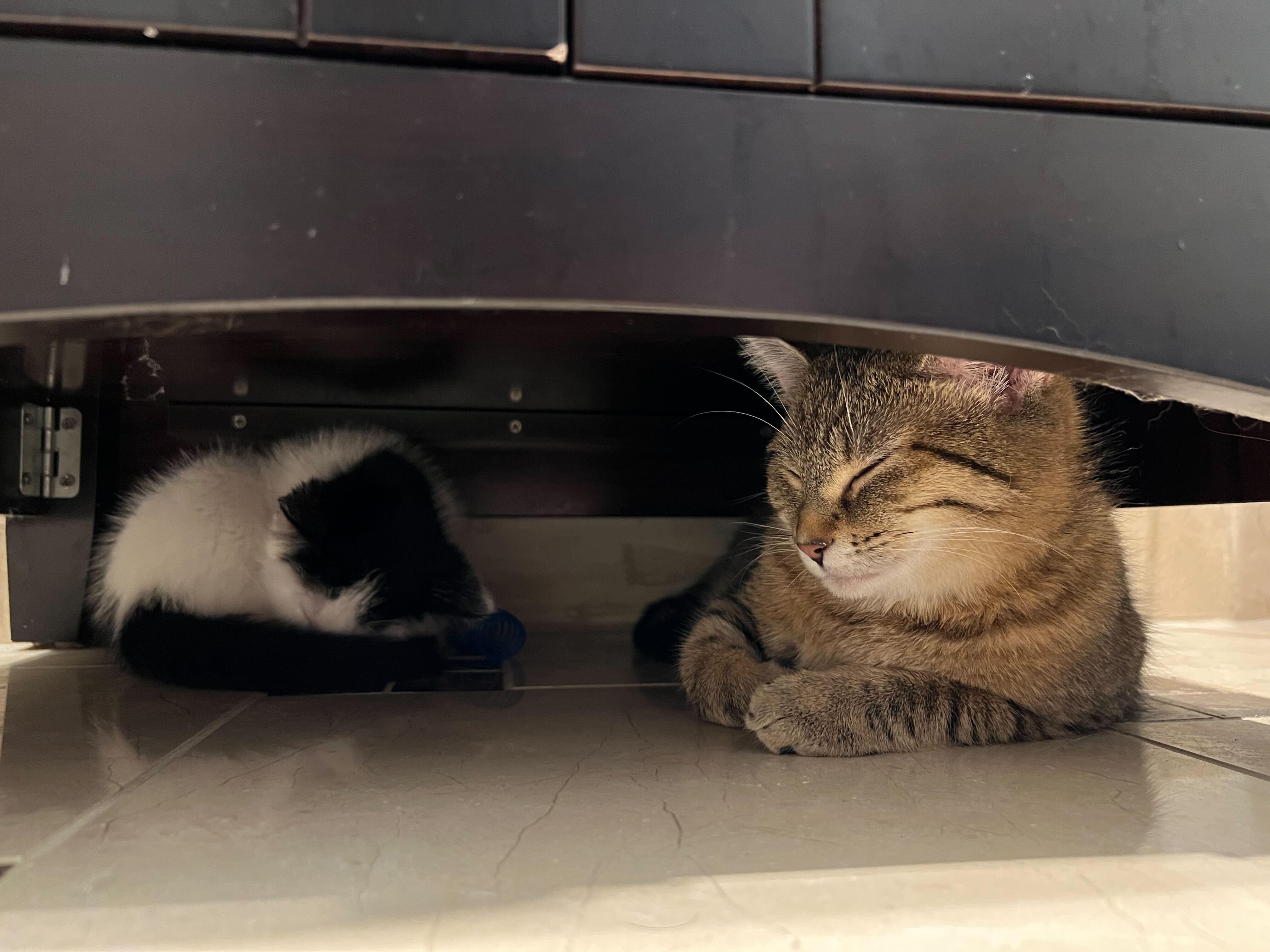 Enlarge Waffles, an adopted Domestic Short Hair in Toronto, ON image 1/2