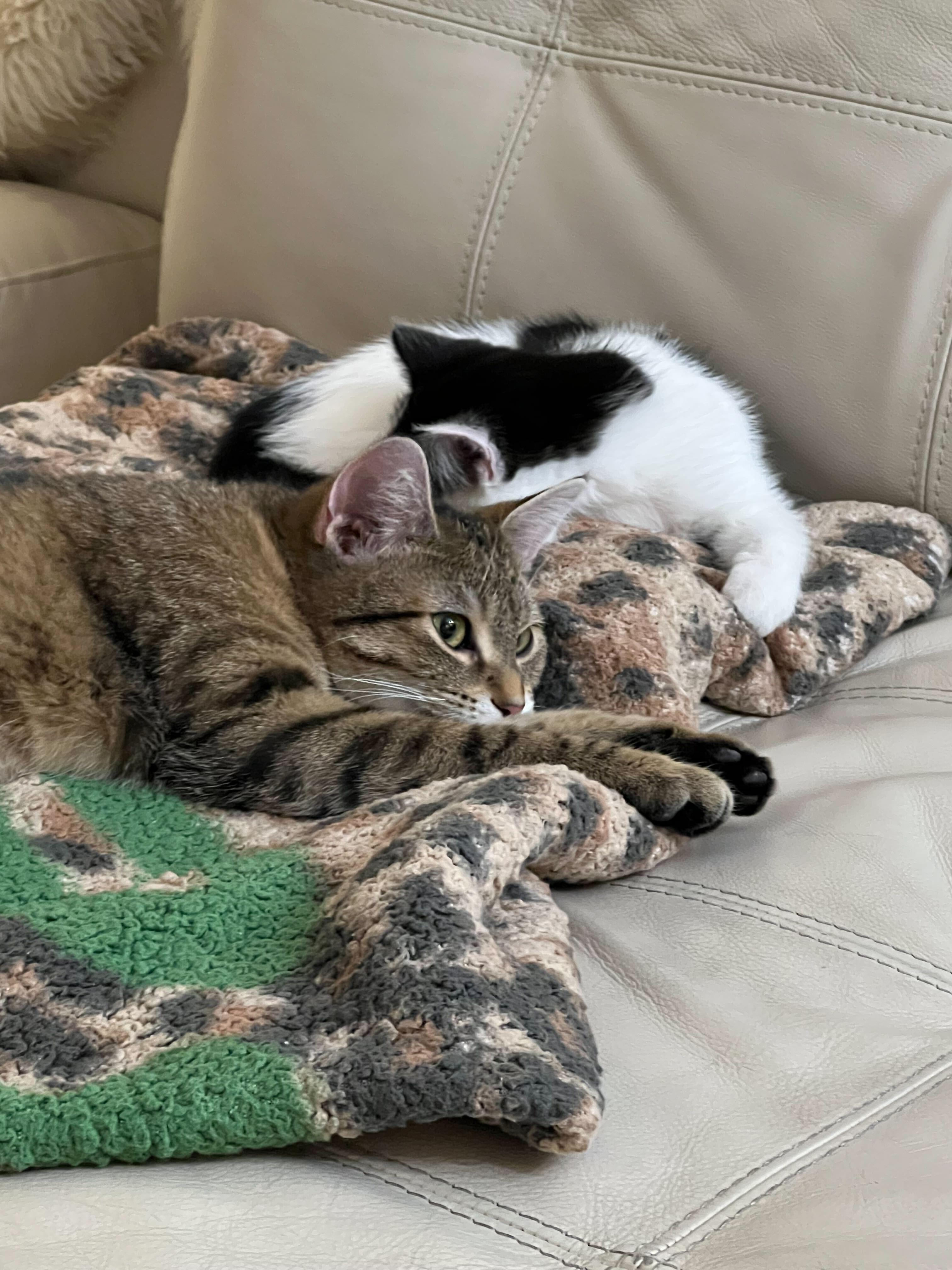 Enlarge Waffles, an adopted Domestic Short Hair in Toronto, ON image 2/2