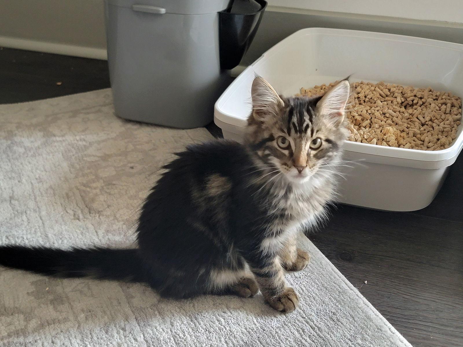 Enlarge Gumbo, a Adoptable Domestic Long Hair in Alpharetta, GA image 1/2