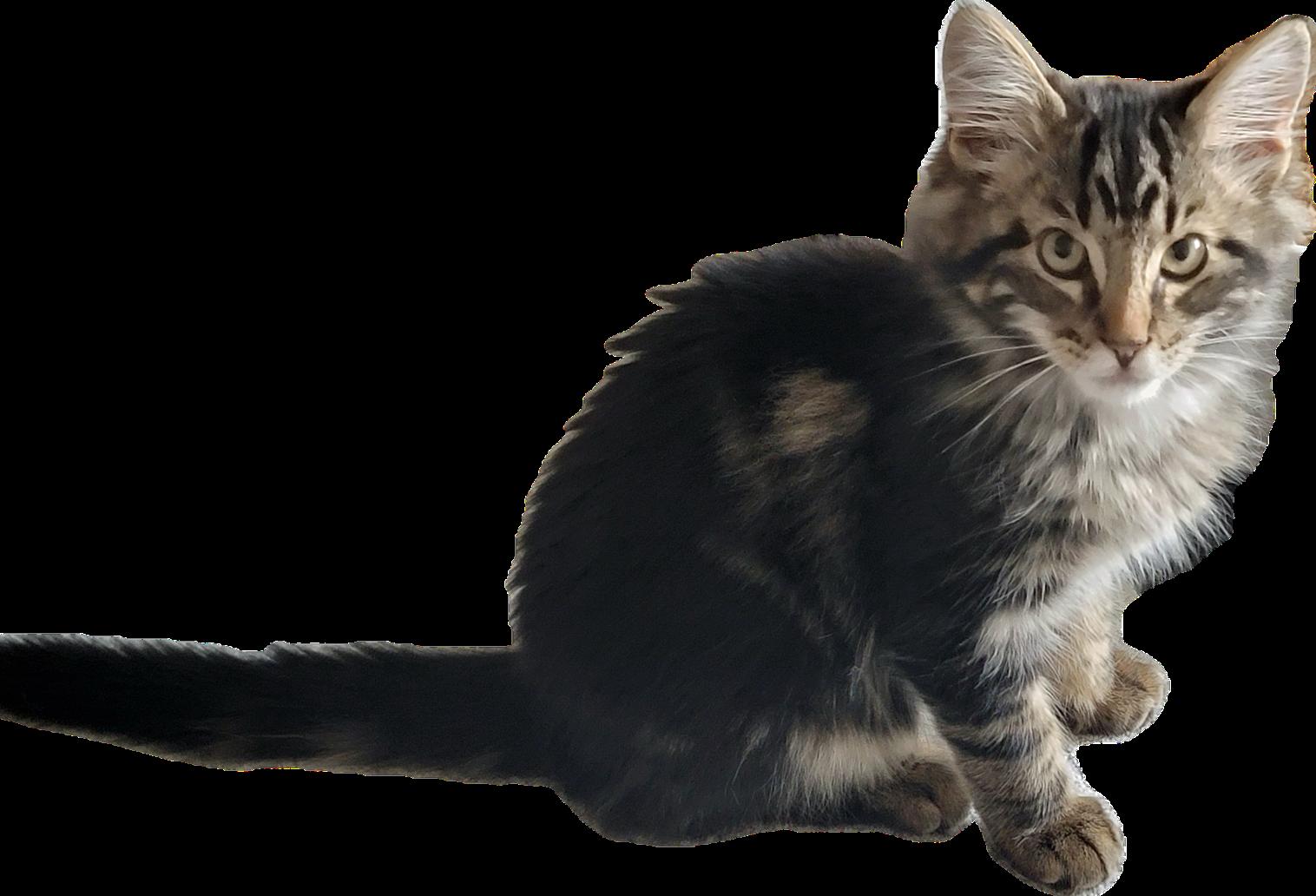 Enlarge Gumbo, a Adoptable Domestic Long Hair in Alpharetta, GA image 2/2