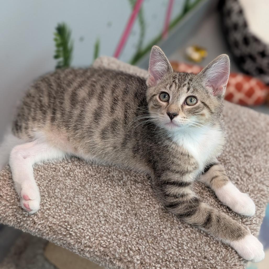 Enlarge Morado, a Adopted Domestic Short Hair in Cape Girardeau, MO image 2/2