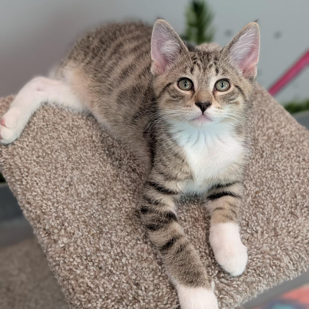 Enlarge Morado, a Adopted Domestic Short Hair in Cape Girardeau, MO image 1/2