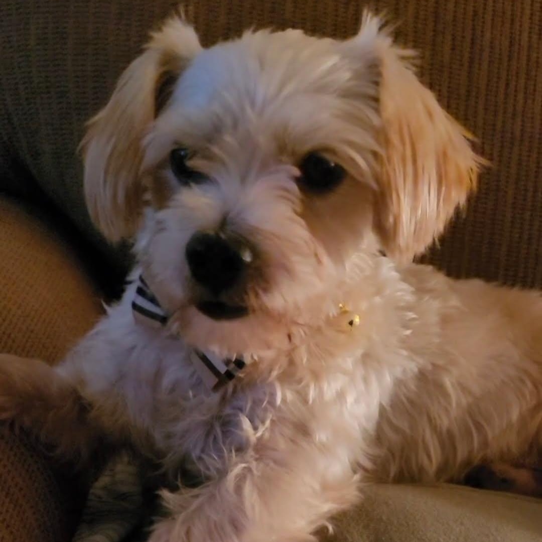 Charlie, Adoptable, Young Male Maltese & Miniature Poodle.