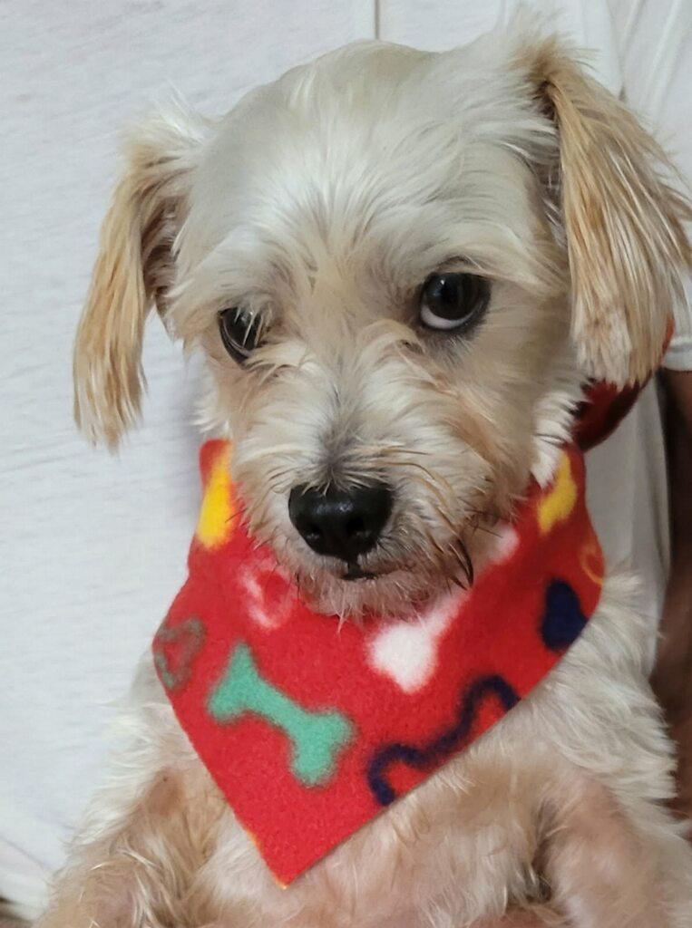 Enlarge Charlie, a Adoptable mixed breed in Greenville, SC image 5/5