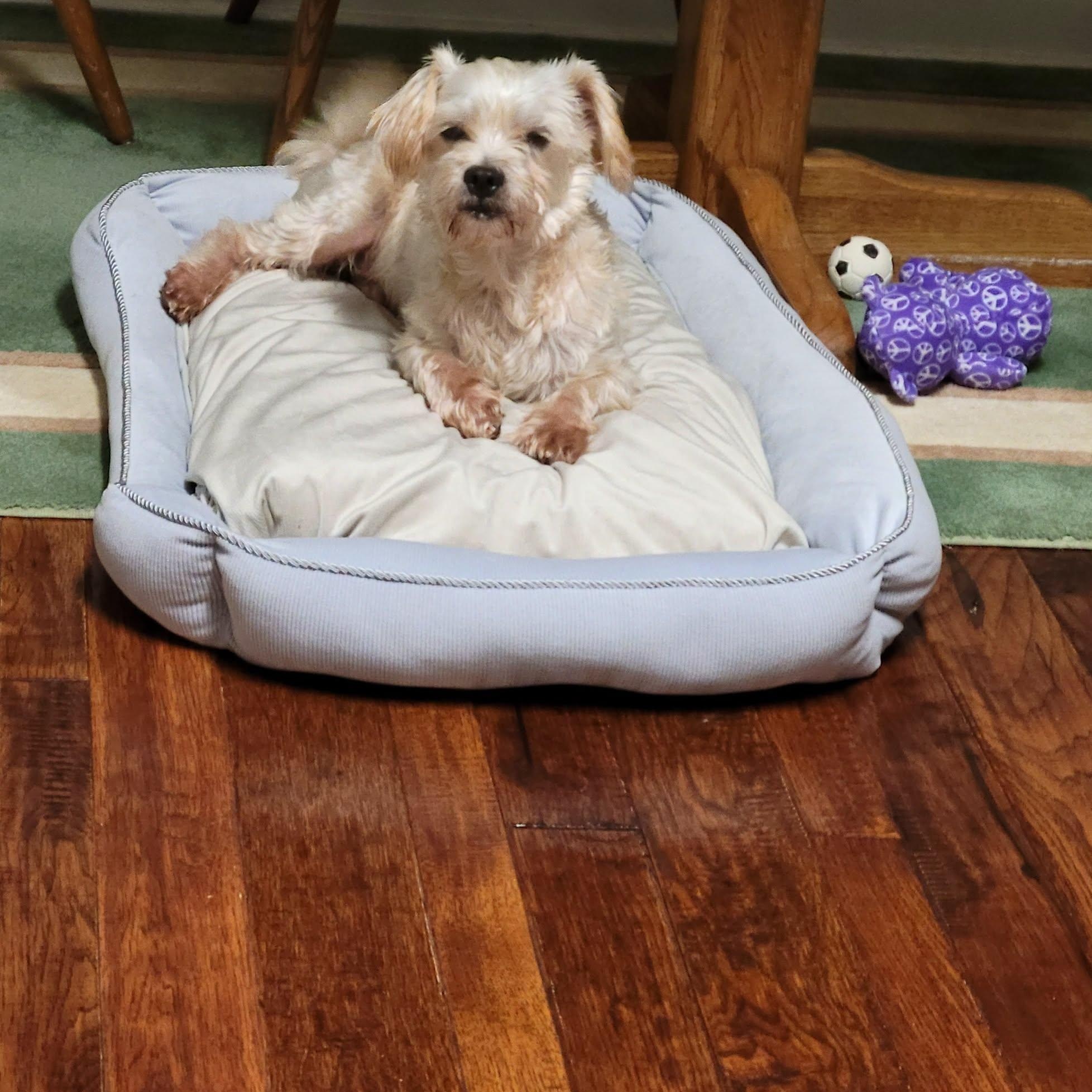 Enlarge Charlie, a Adoptable mixed breed in Greenville, SC image 2/5