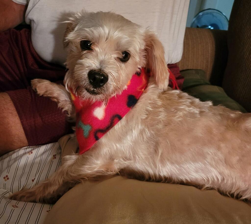Enlarge Charlie, a Adoptable mixed breed in Greenville, SC image 4/5