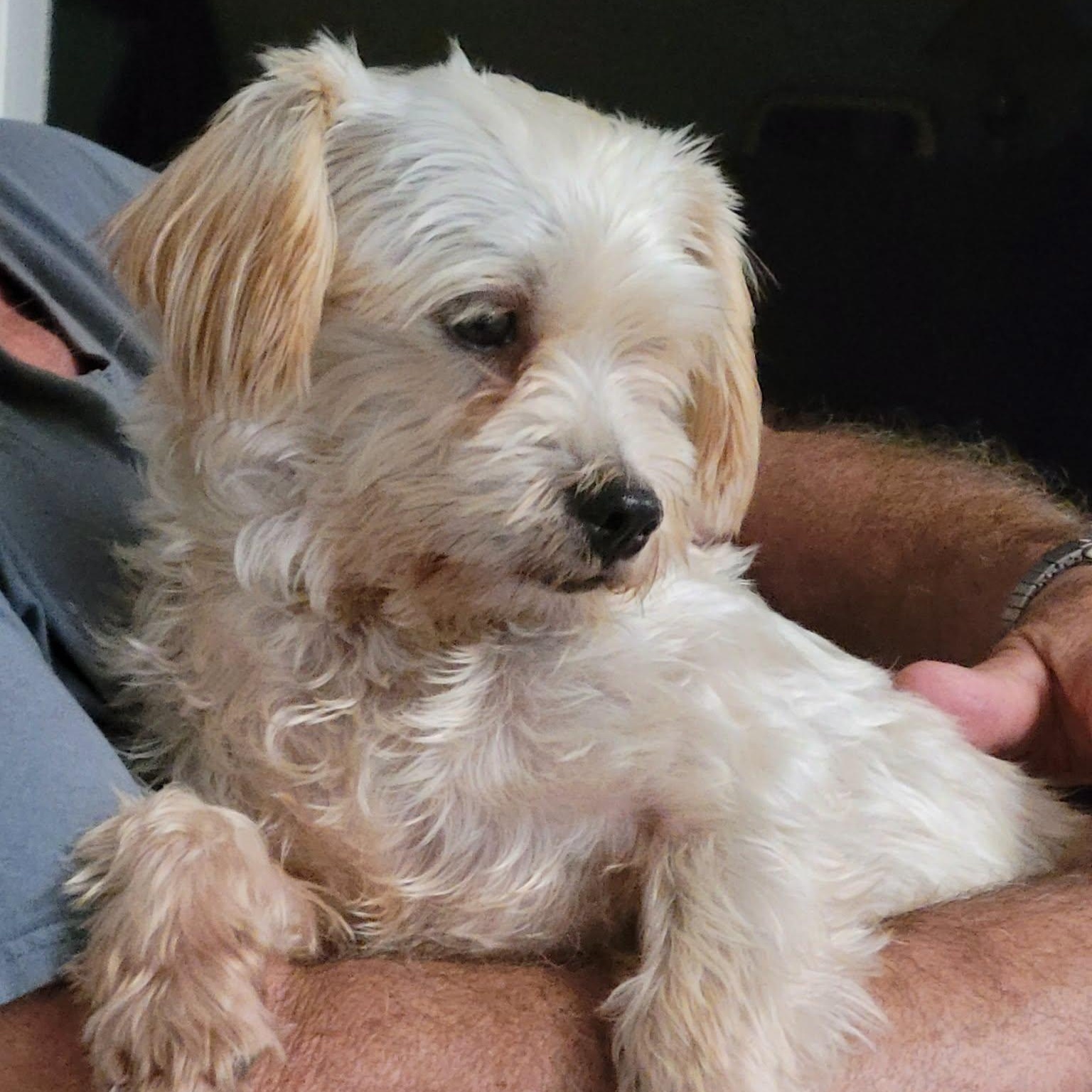 Enlarge Charlie, a Adoptable mixed breed in Greenville, SC image 3/5