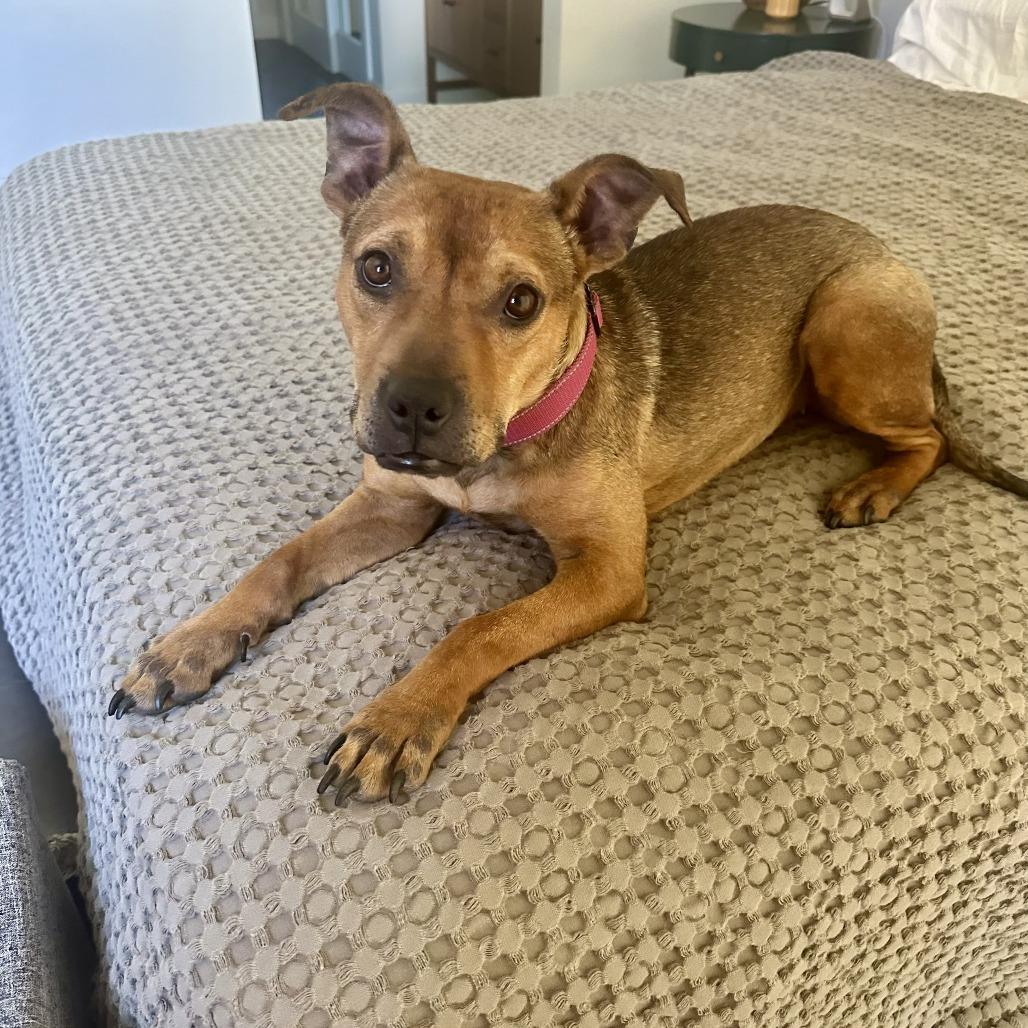 Santee - In Foster, a Adoptable Mixed Breed in Sonoma, CA image 1/5