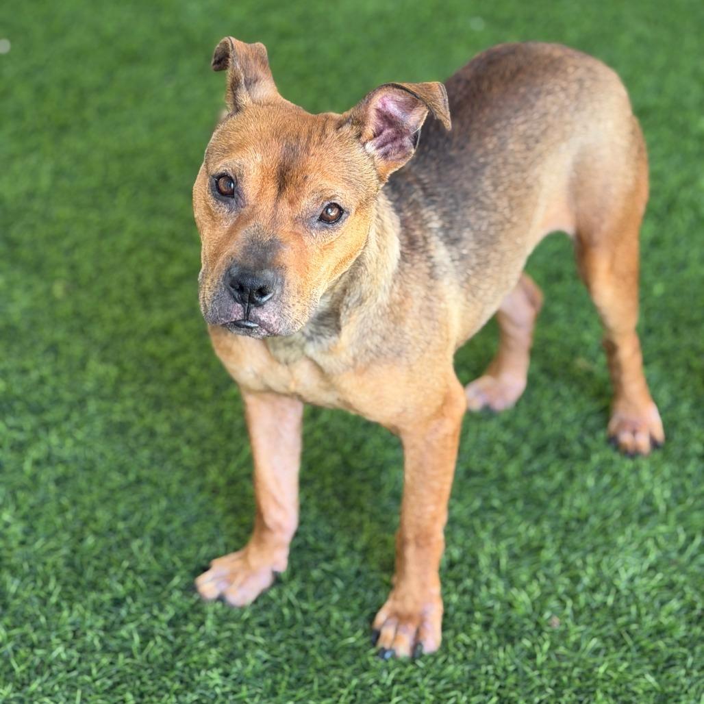 Santee - In Foster, a Adoptable Mixed Breed in Sonoma, CA image 2/5