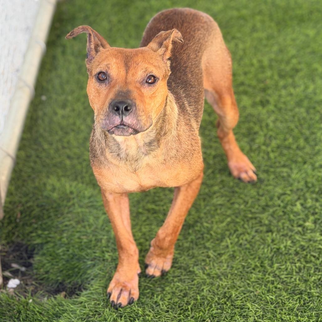 Santee - In Foster, a Adoptable Mixed Breed in Sonoma, CA image 3/5
