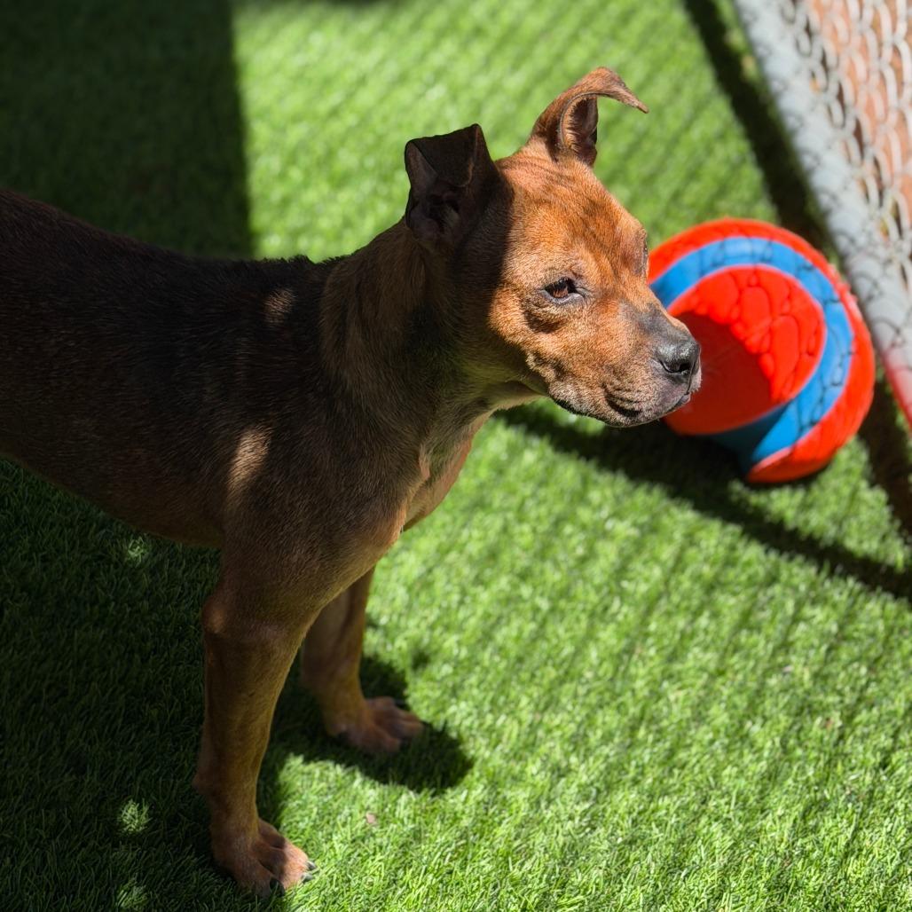 Santee - In Foster, a Adoptable Mixed Breed in Sonoma, CA image 4/5
