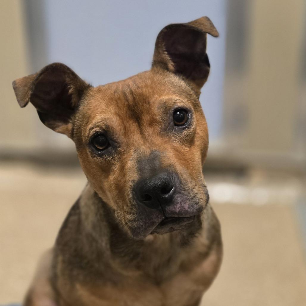 Santee - In Foster, a Adoptable Mixed Breed in Sonoma, CA image 5/5