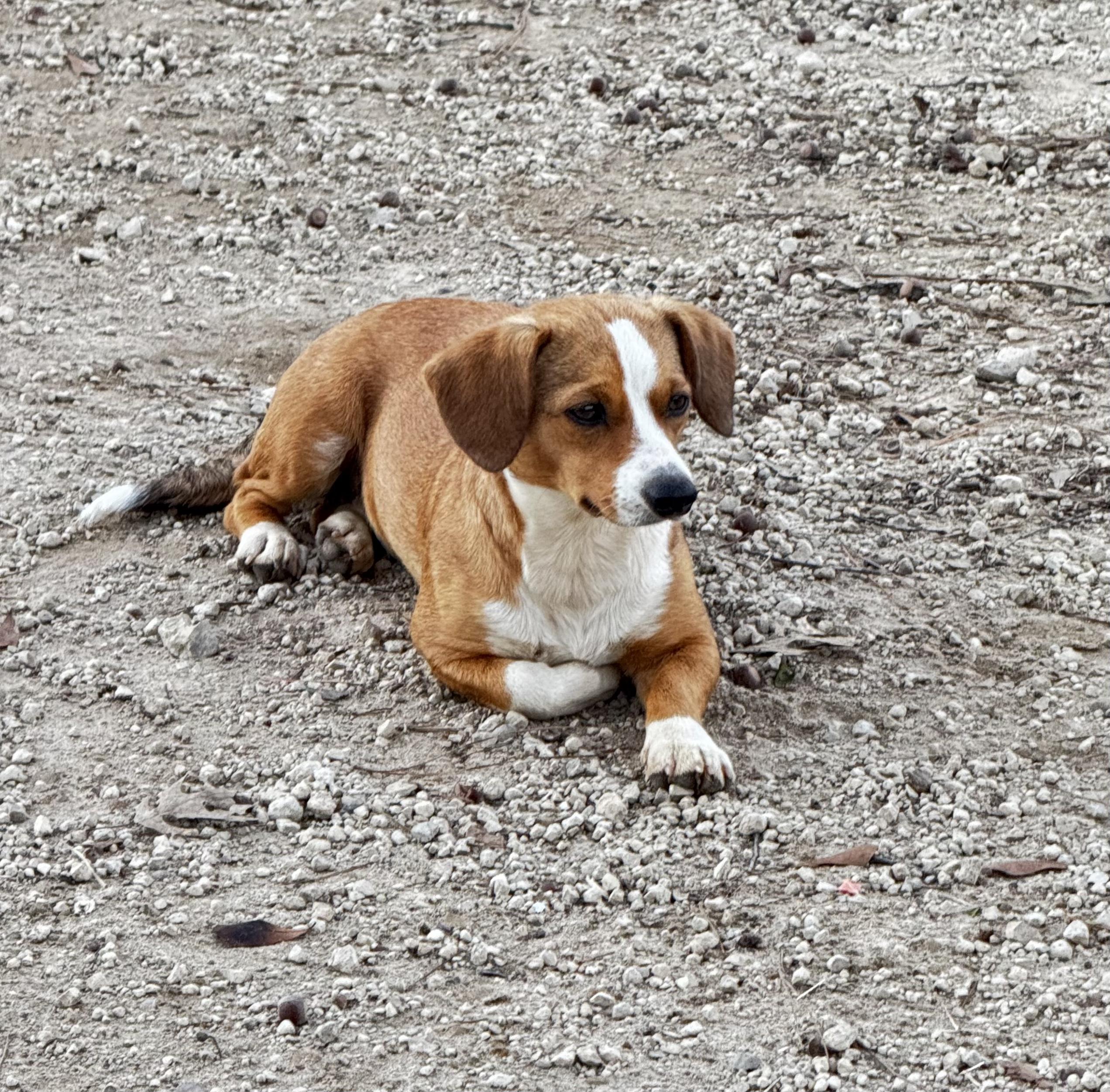 Frankie — thumbnail 6