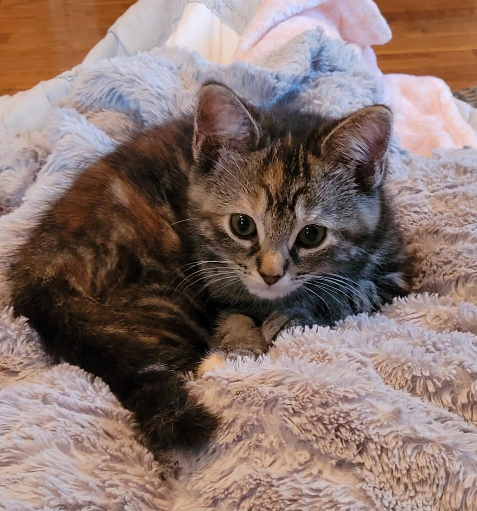 Valerie, Adoptable, Kitten Female Domestic Short Hair.