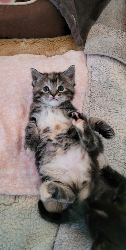 Enlarge Valerie, a Adoptable mixed breed in Athens, OH image 2/2
