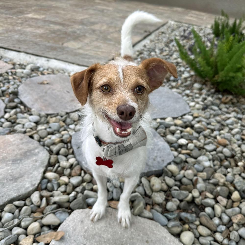 Enlarge Avery, a Adoptable mixed breed in Orlando, FL image 1/6