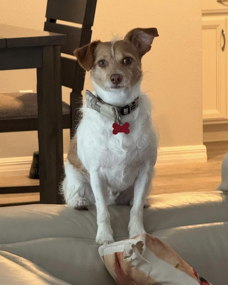 Enlarge Avery, a Adoptable mixed breed in Orlando, FL image 4/6