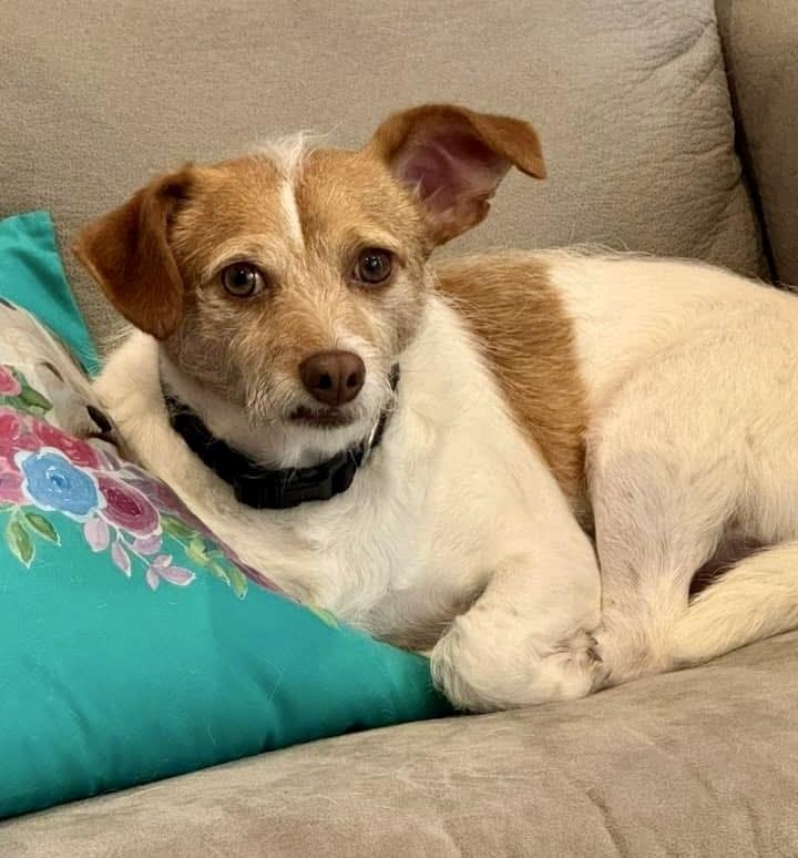 Enlarge Avery, a Adoptable mixed breed in Orlando, FL image 5/6