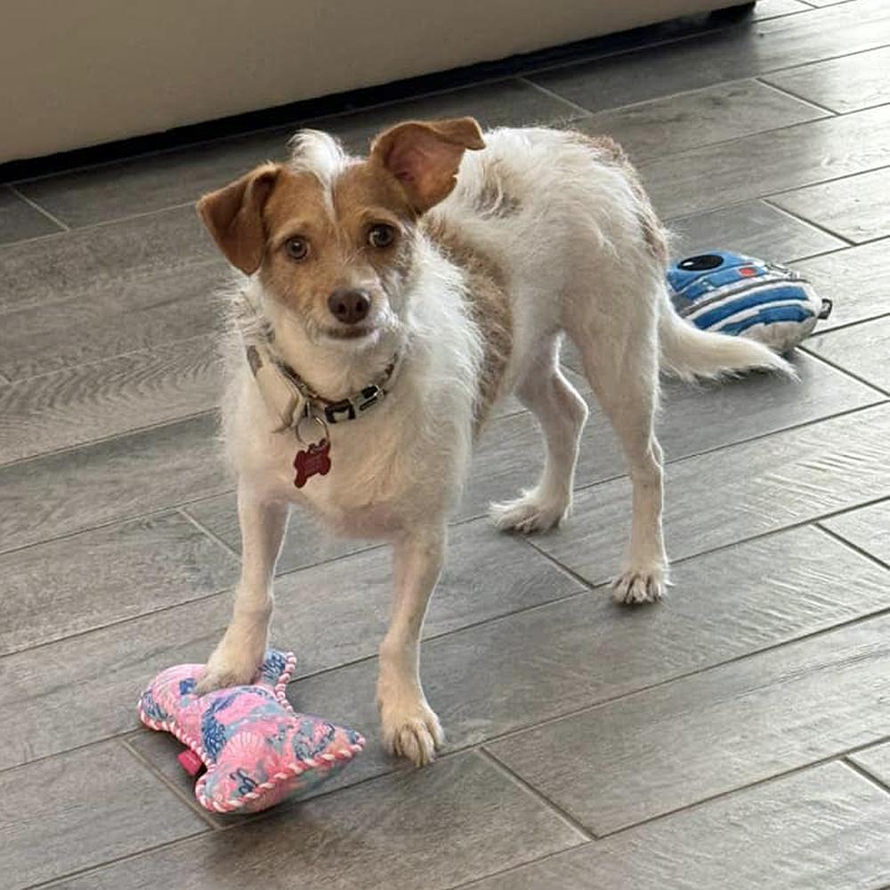 Enlarge Avery, a Adoptable mixed breed in Orlando, FL image 6/6