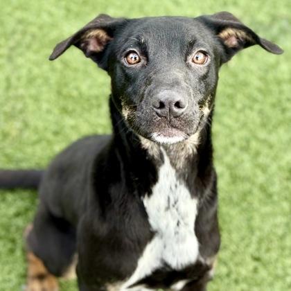 Enlarge Penelope, a ADOPTABLE mixed breed in Red Bluff, CA image 1/3