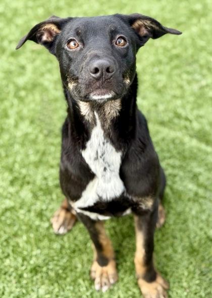 Enlarge Penelope, a ADOPTABLE mixed breed in Red Bluff, CA image 3/3