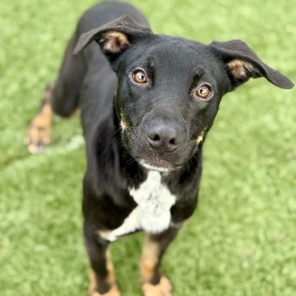 Enlarge Penelope, a ADOPTABLE mixed breed in Red Bluff, CA image 2/3